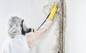 Mold Odor Removal Services in Camp Croft, SC